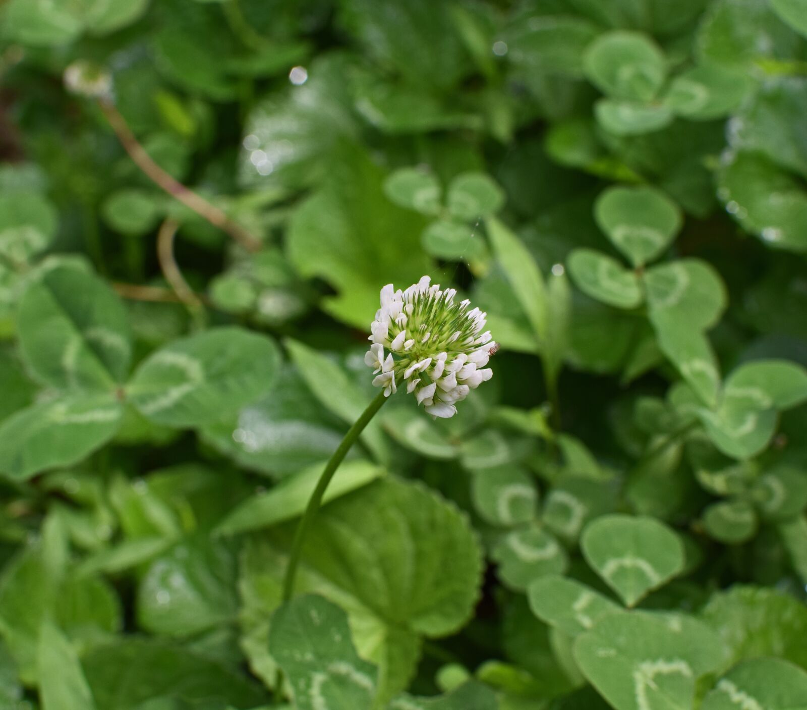 Nikon D3300 sample photo. White clover, clover, blossom photography