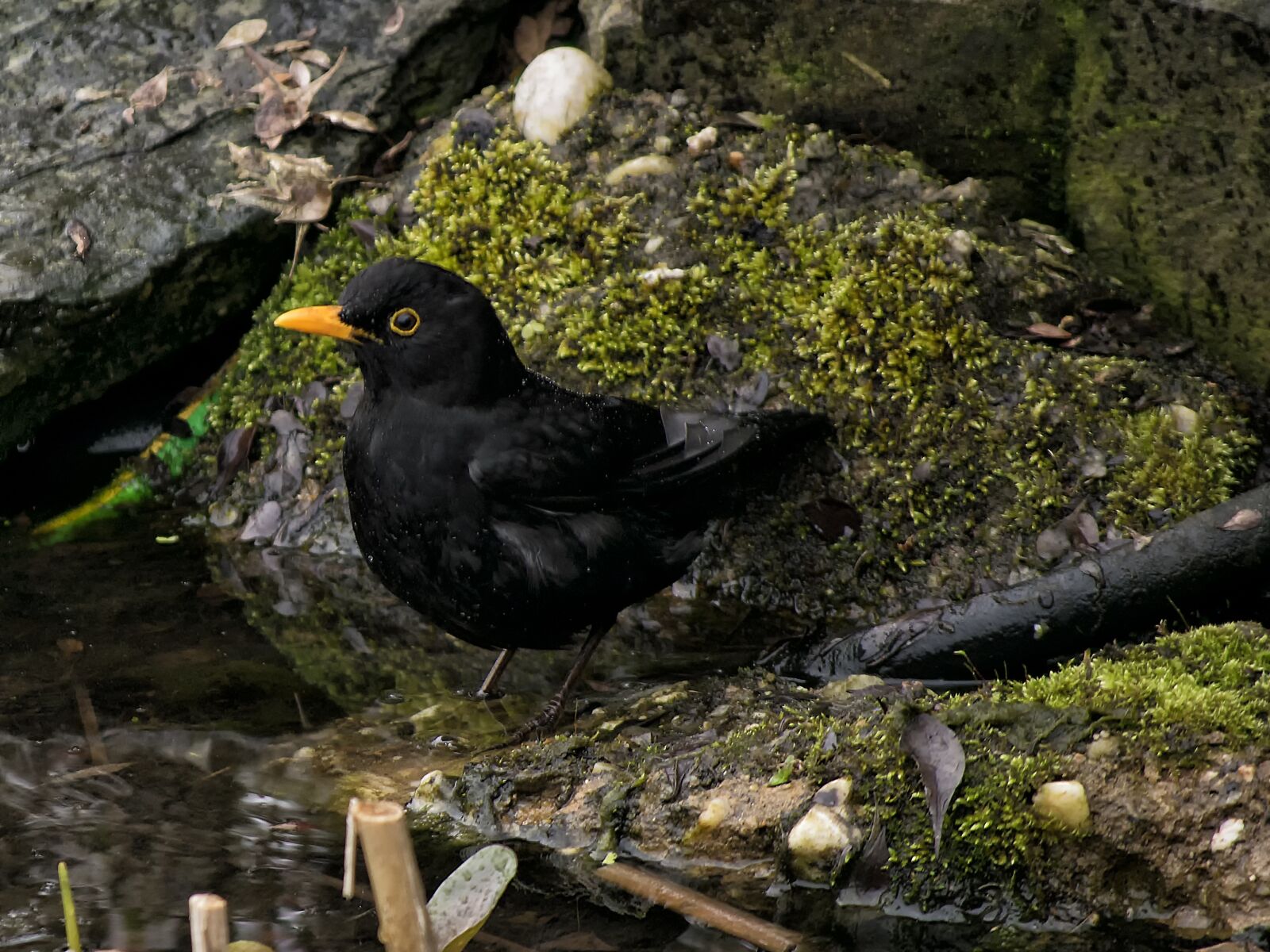 Nikon D3300 sample photo. Blackbird, bird, nature photography