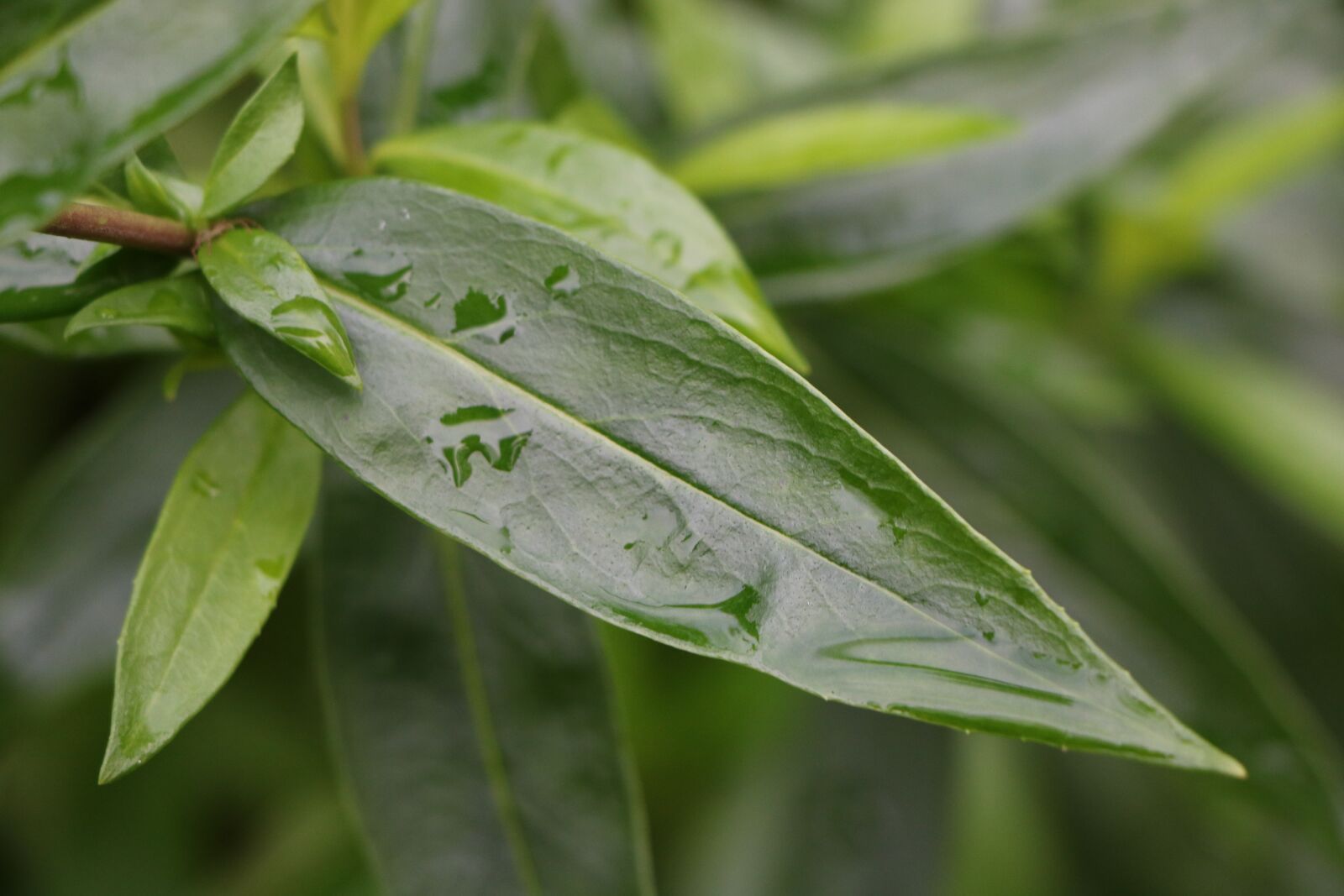 Canon EOS 760D (EOS Rebel T6s / EOS 8000D) sample photo. Leaf plants, plant, nature photography