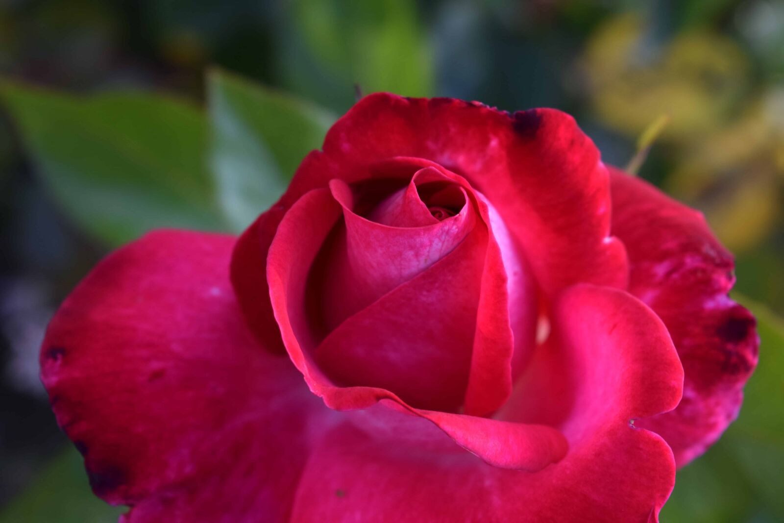Nikon D3300 sample photo. Macro, petal, flora, red photography