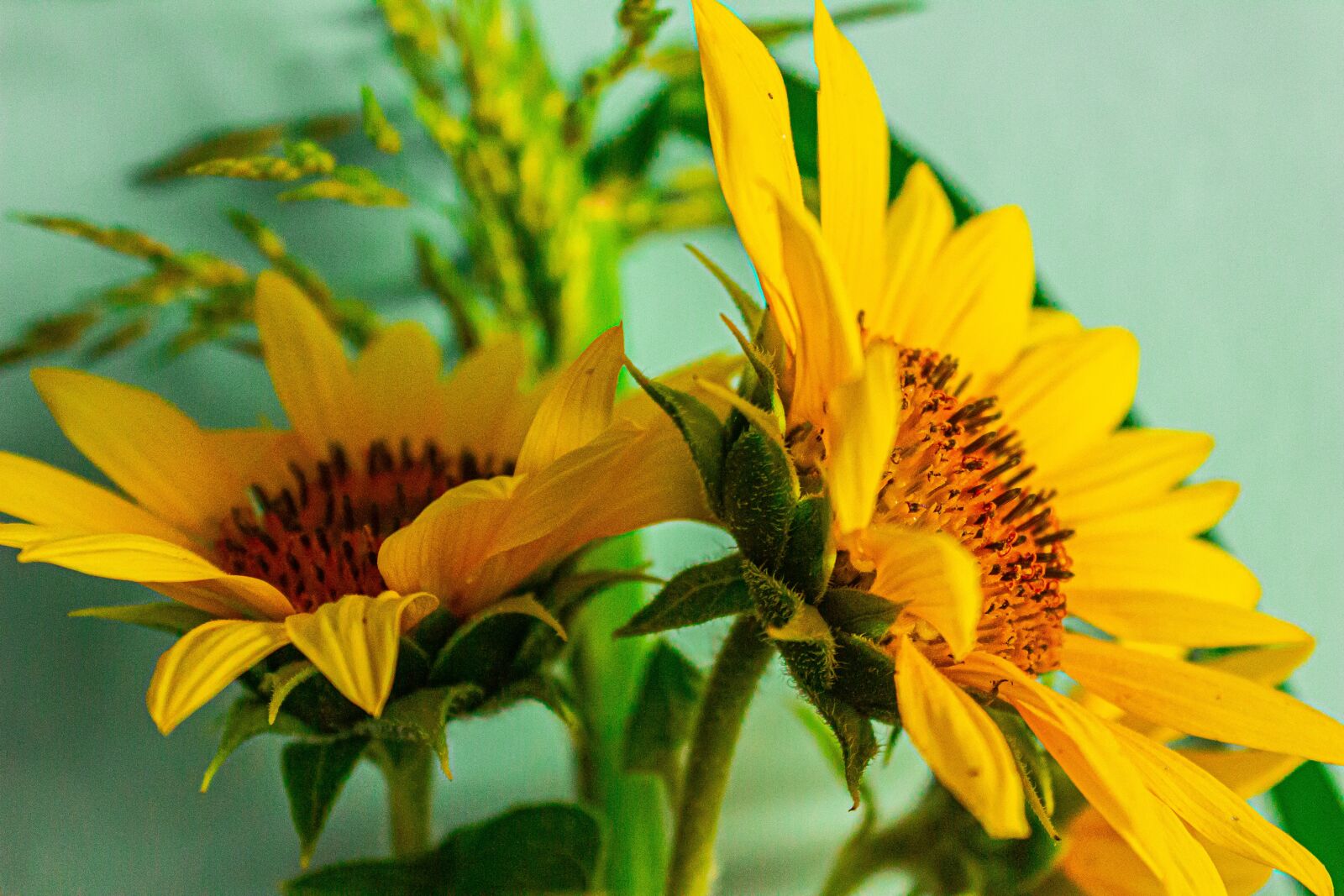 Canon EOS 600D (Rebel EOS T3i / EOS Kiss X5) sample photo. Flower, sunflower, bloom photography