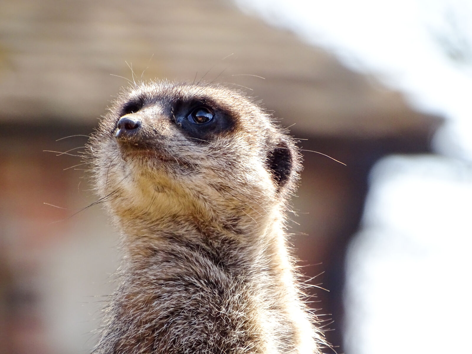 Sony Cyber-shot DSC-HX400V sample photo. Animal, animals, blurred, background photography