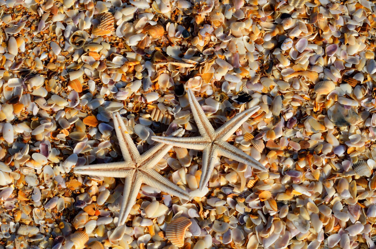 Nikon D7000 sample photo. Starfish, sea life, animal photography