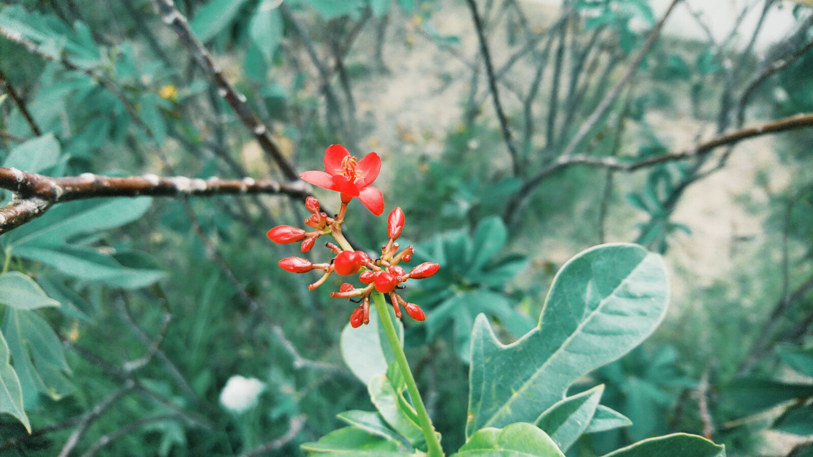 Sony Xperia X sample photo. Flower, green photography