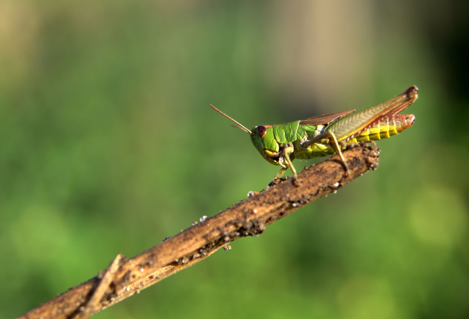 Pentax K-S2 sample photo. Grasshopper, green, insect photography
