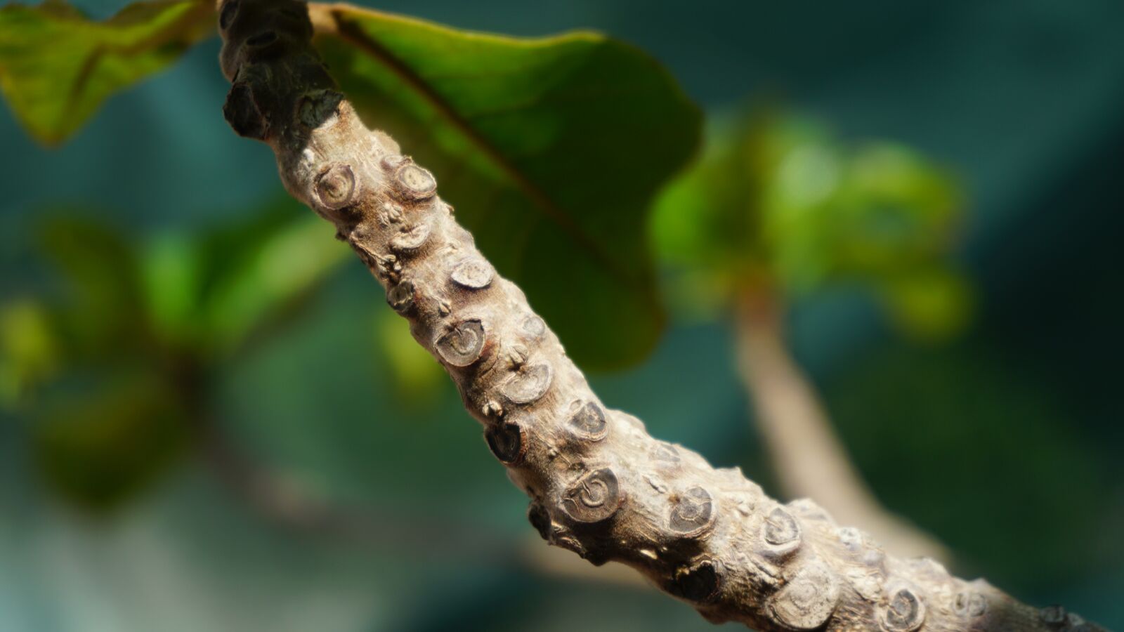 Sony a6300 sample photo. Branch, photo, hd photography