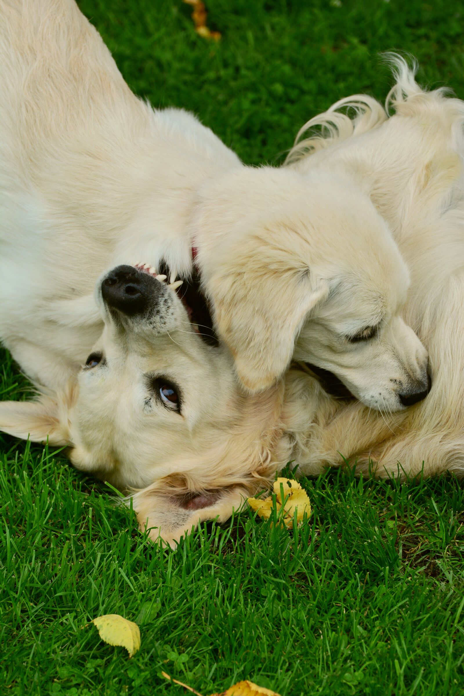 Nikon D5200 sample photo. Dogs, golden retriever, playing photography