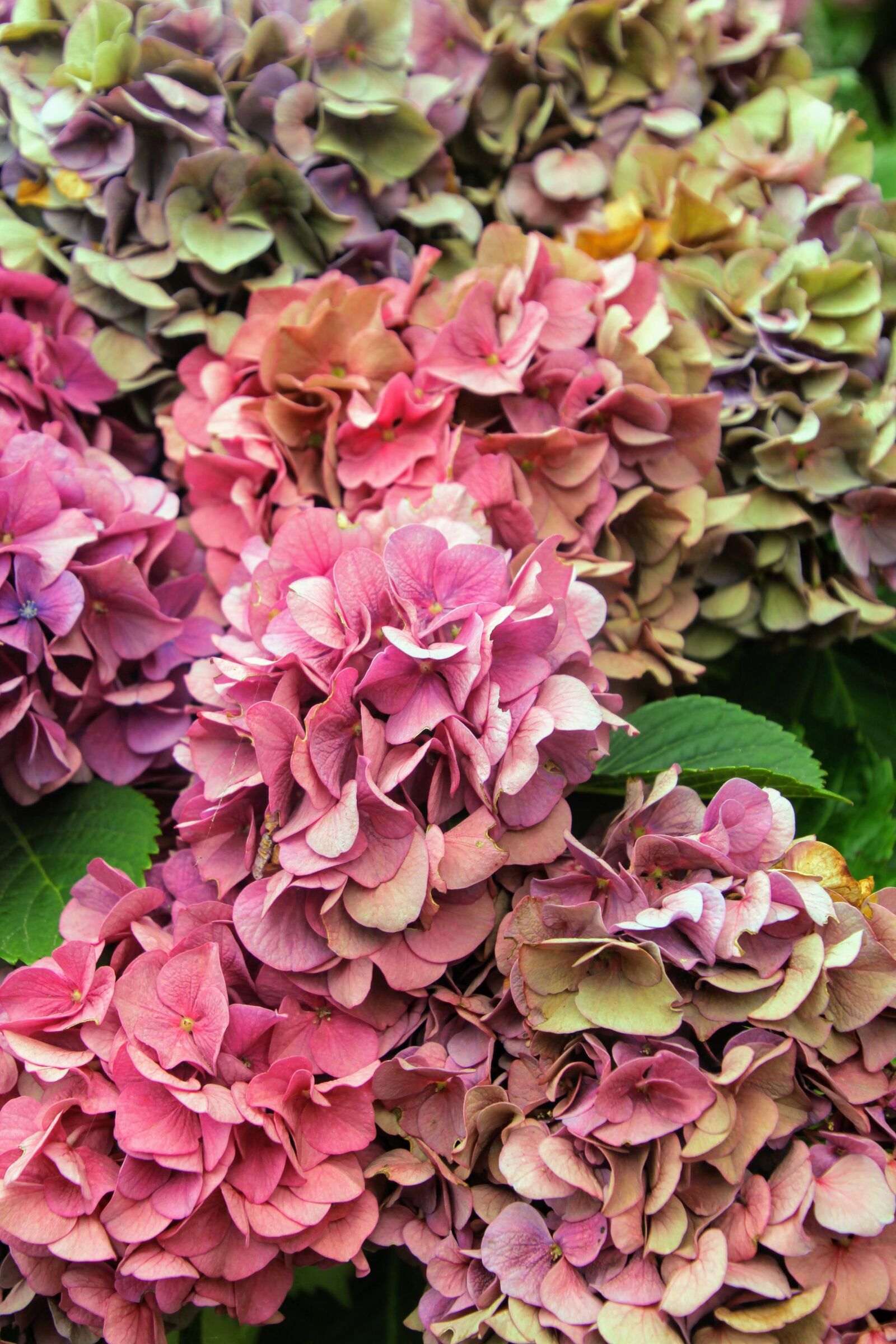 Canon EOS 60D sample photo. Hydrangea, flower, blossom photography