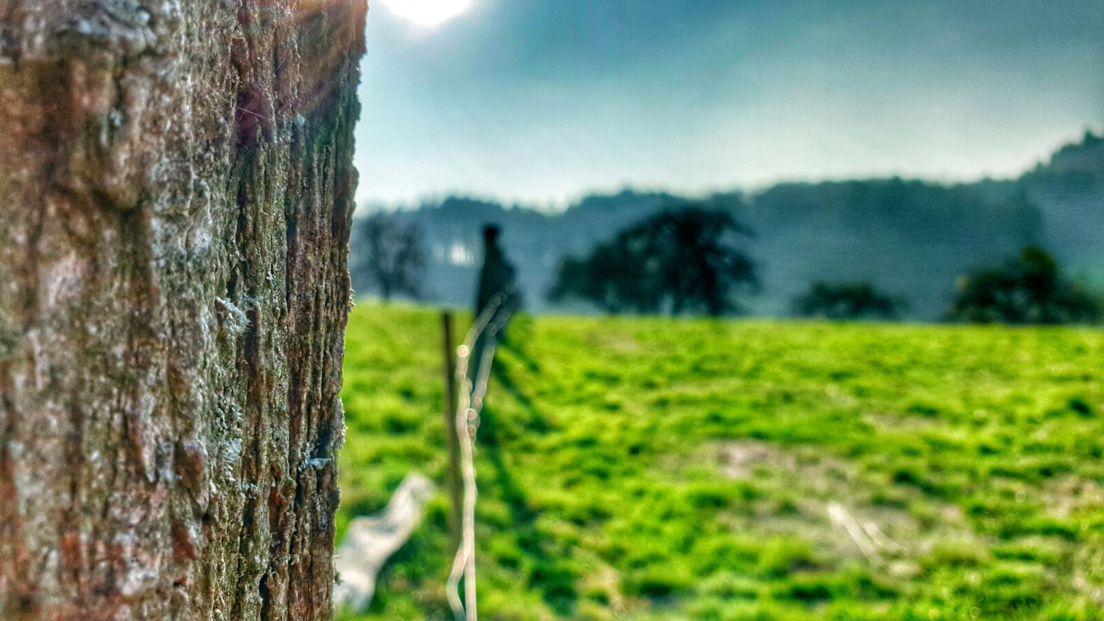 Samsung Galaxy S9+ sample photo. Nature, pasture, grass photography