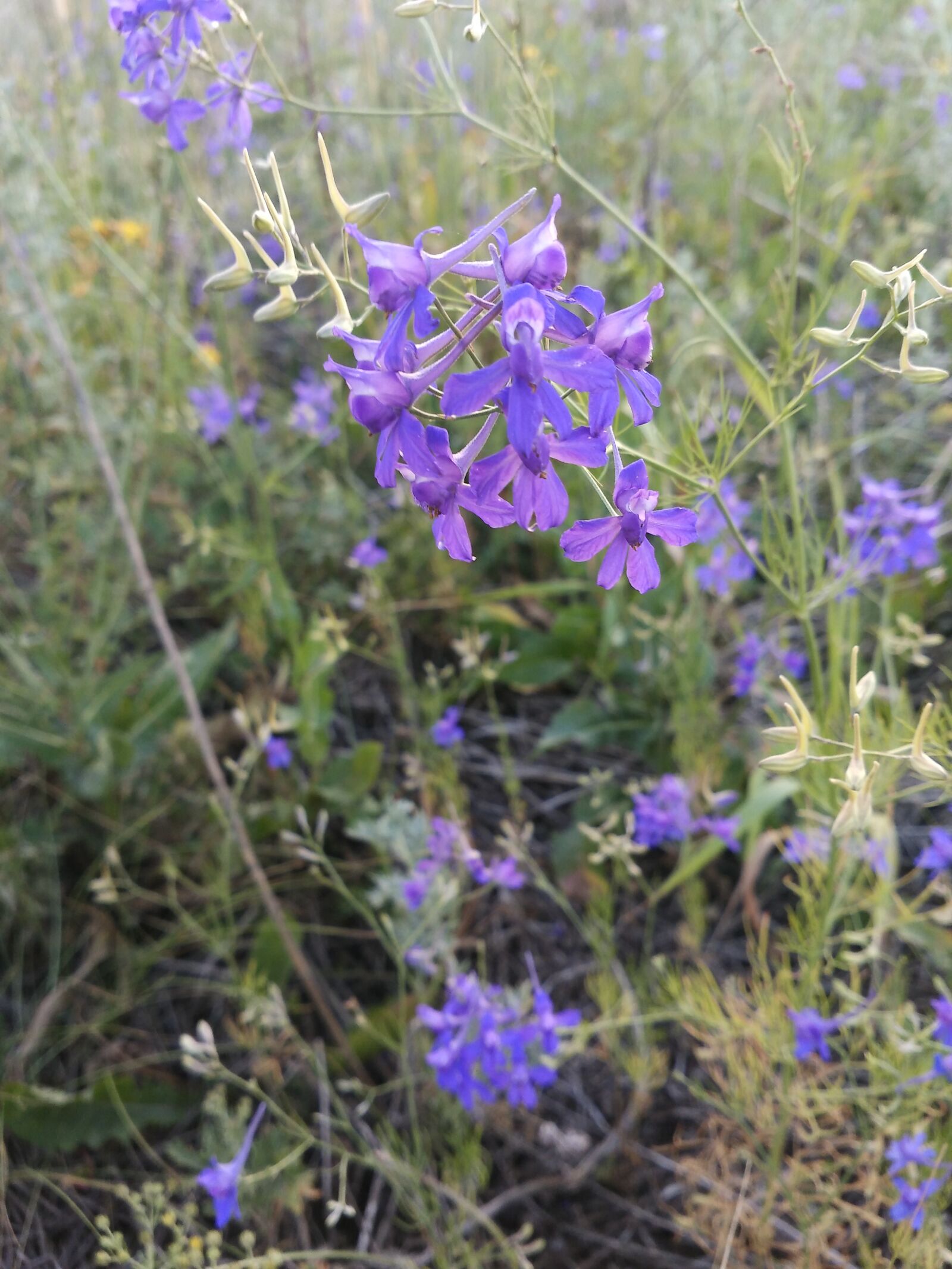 Xiaomi MI4 sample photo. Flowers, in the summer photography