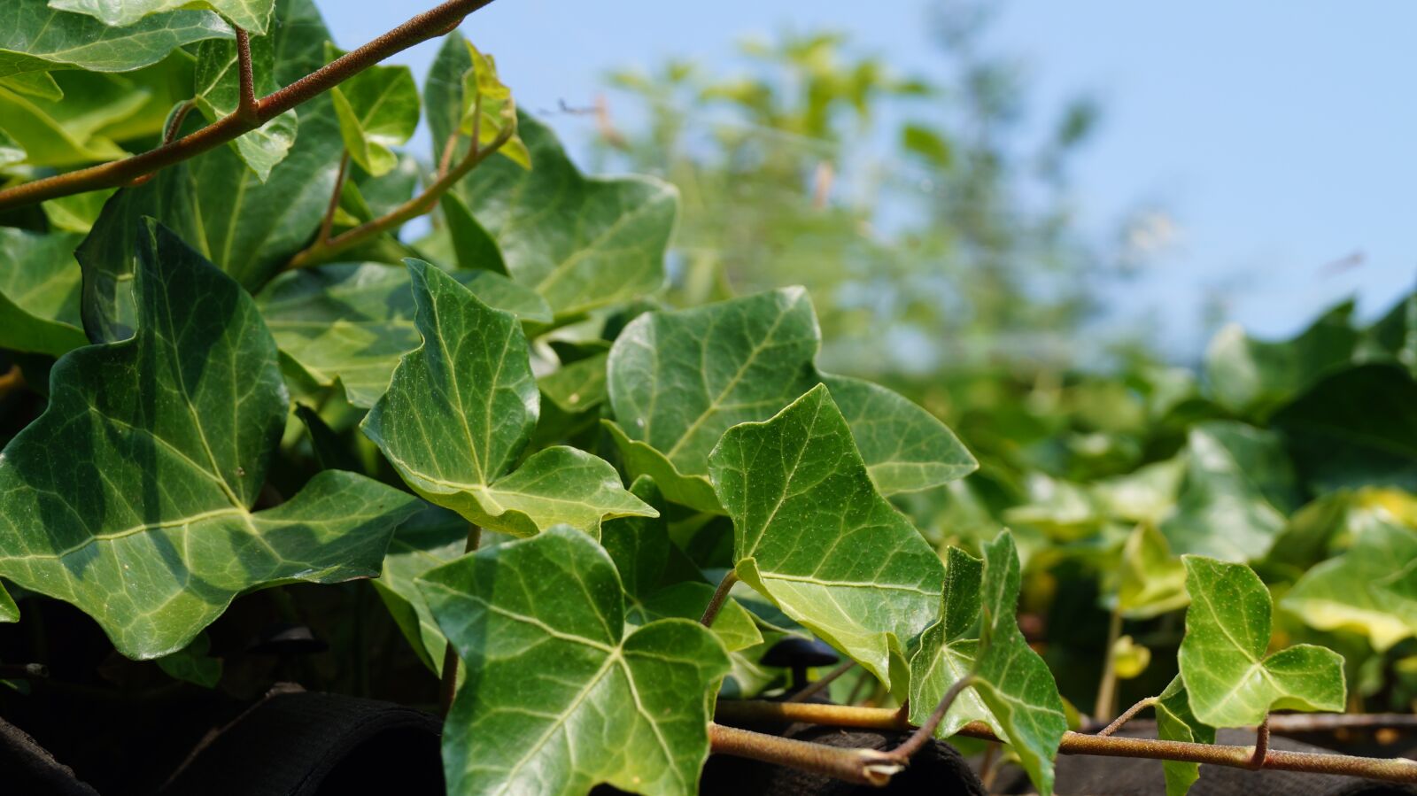 Sony DT 18-55mm F3.5-5.6 SAM II sample photo. Ivy, detail, green photography
