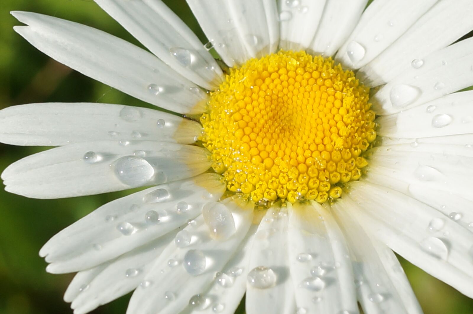 Sony SLT-A57 sample photo. Daisy, wet, droplets photography