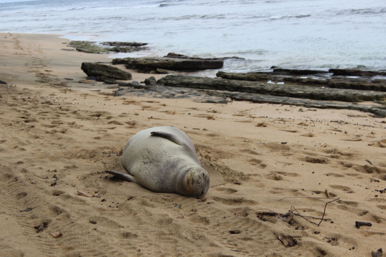 Canon EOS 600D (Rebel EOS T3i / EOS Kiss X5) sample photo. Seal, hawaii, beached photography