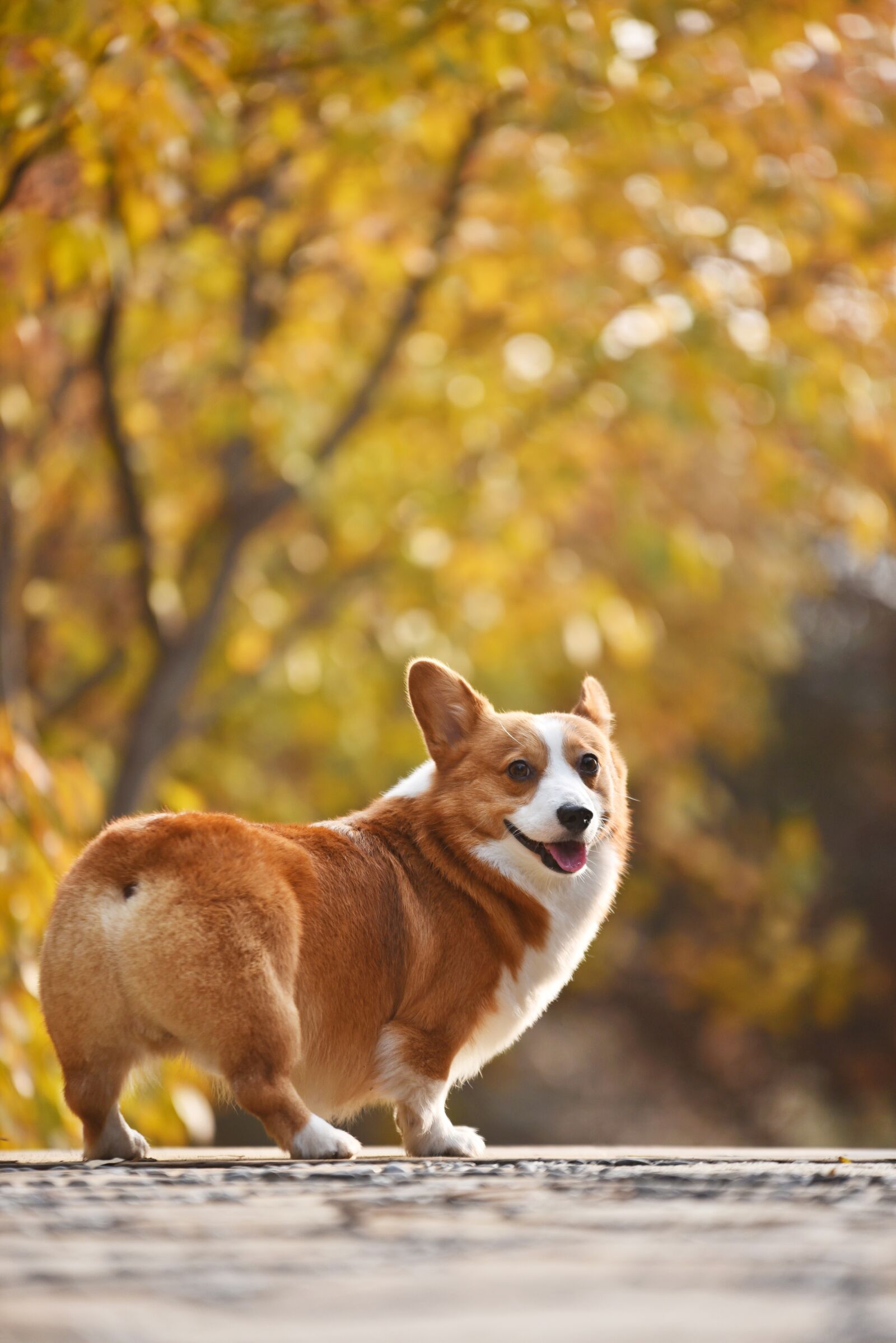 Nikon D750 sample photo. Pets, dog photography