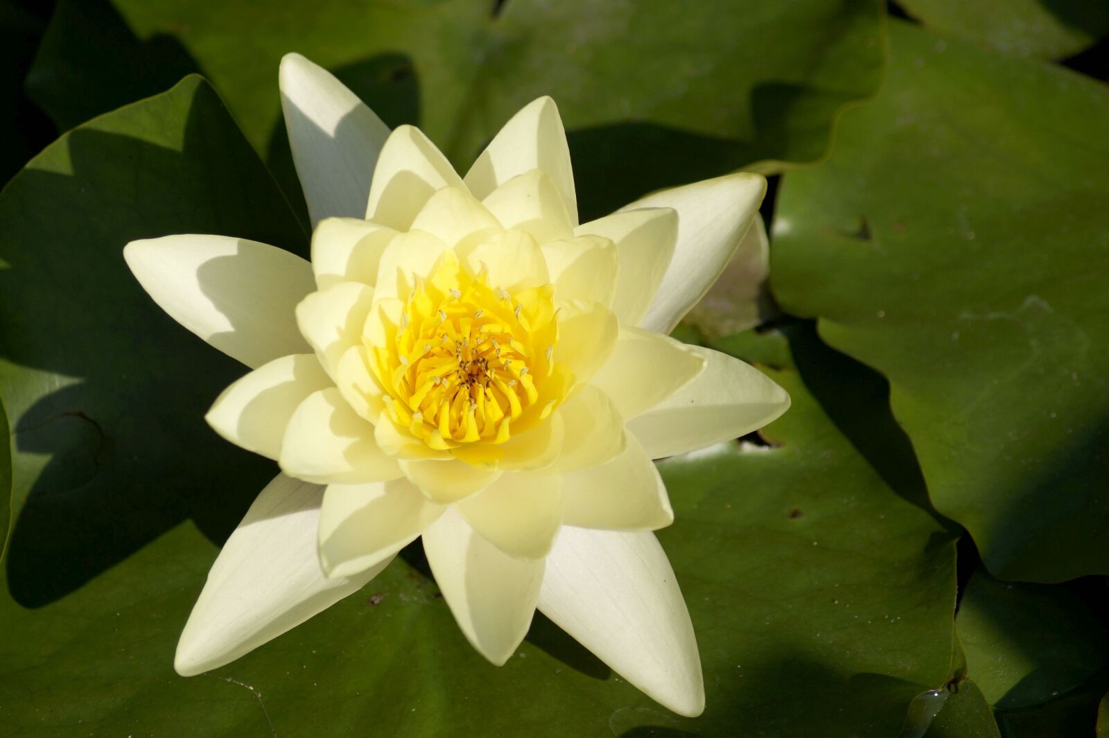 Sony SLT-A58 sample photo. Water lily, lily, white photography