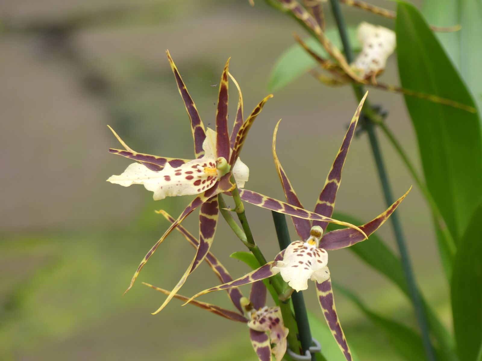 Panasonic Lumix DMC-FZ300 sample photo. Orchid, flower, nature photography