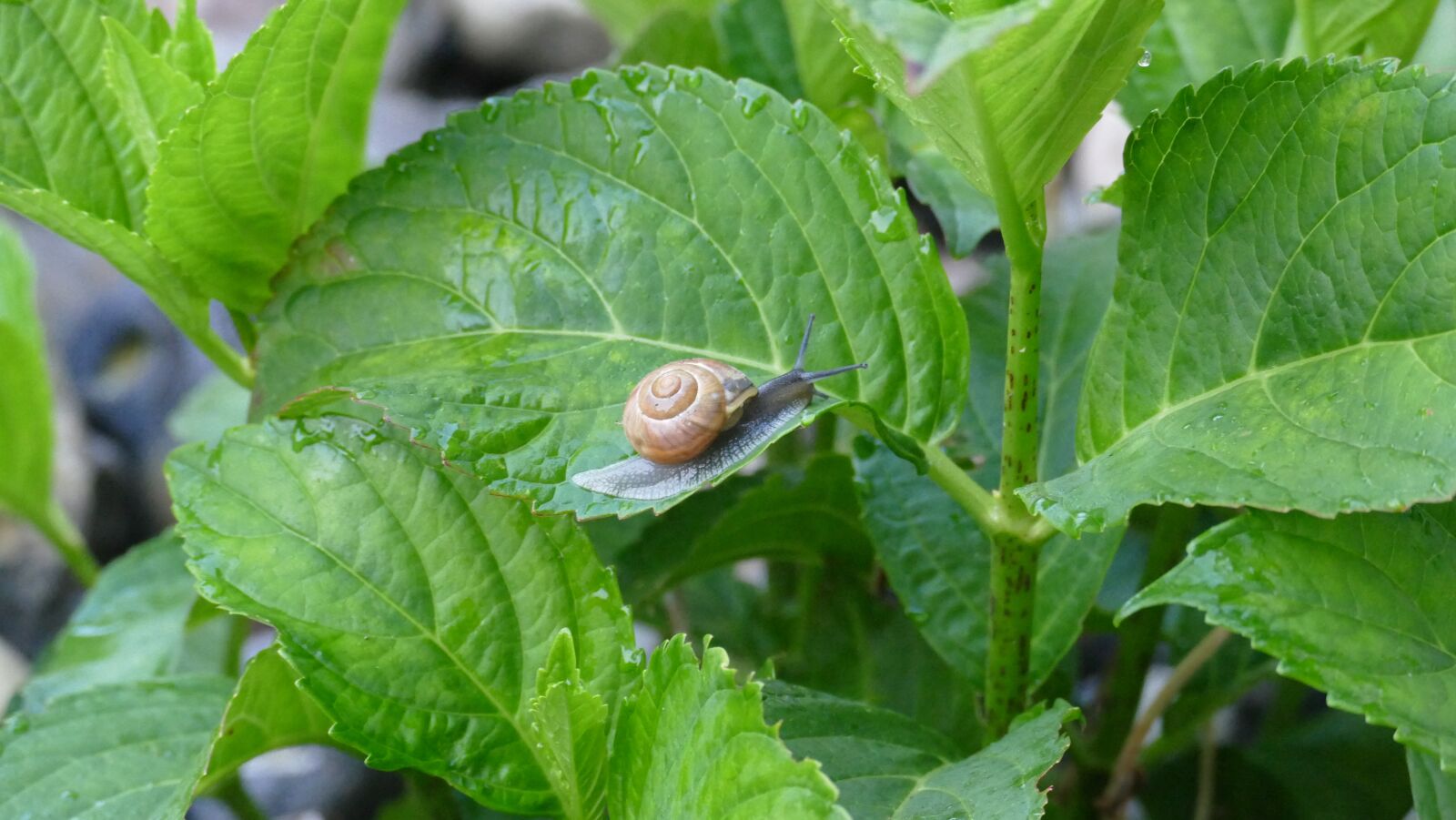 Leica V-Lux (Typ 114) sample photo. Leaves, snail, leaf photography