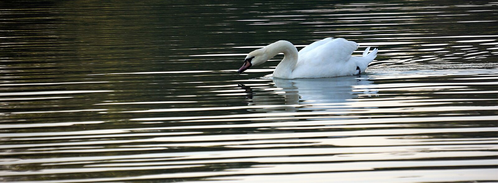 Sony Alpha NEX-7 sample photo. White, swan, lake photography