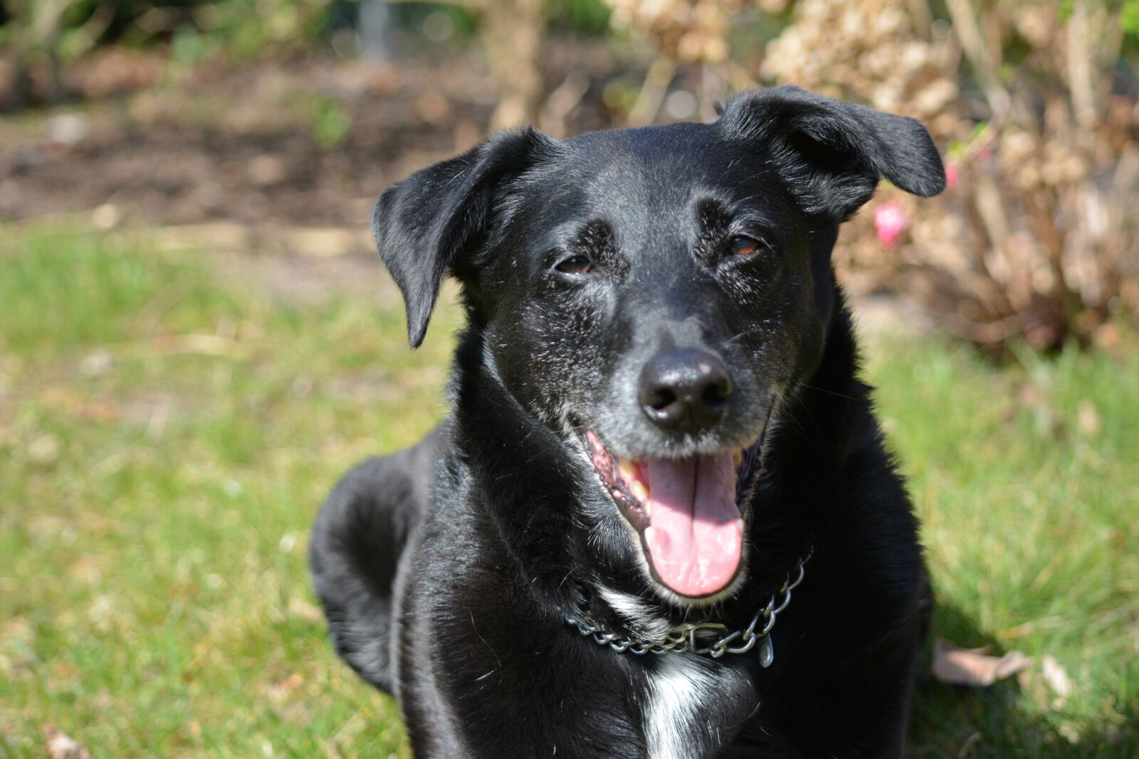 Nikon D5200 sample photo. Dog, animal portrait, hybrid photography