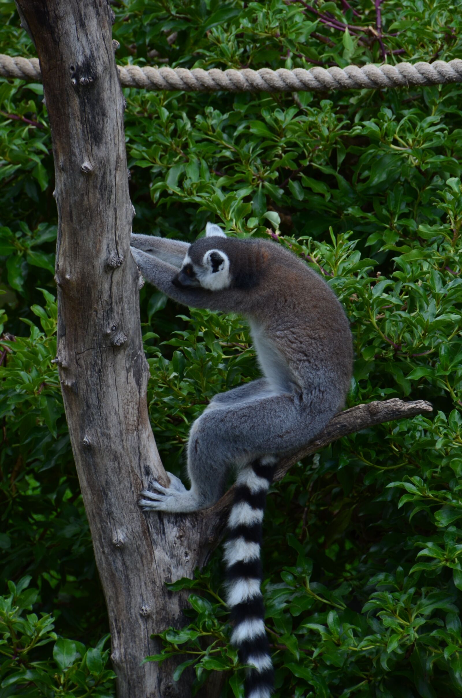 Nikon D5100 sample photo. Lemur, wild animal, monkey photography