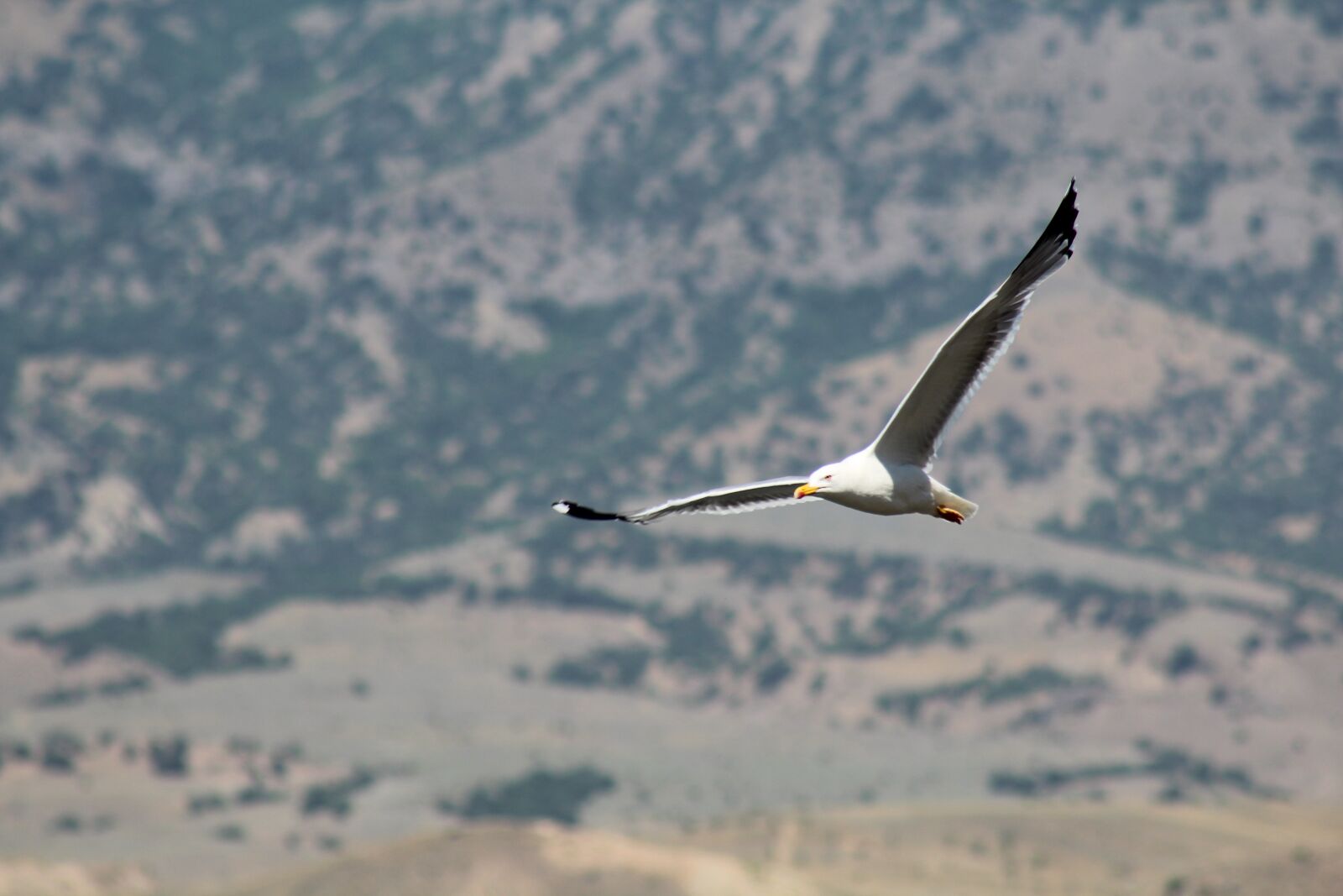 Canon EOS 600D (Rebel EOS T3i / EOS Kiss X5) sample photo. Seagull, bird, flight photography