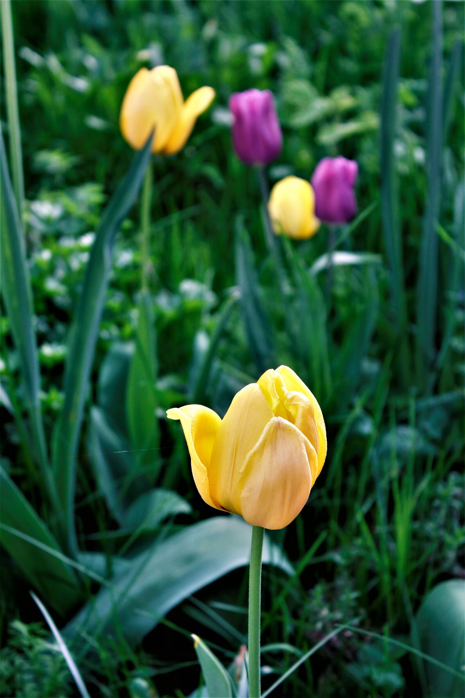 Canon EOS 1300D (EOS Rebel T6 / EOS Kiss X80) sample photo. Nature, flower, plant photography