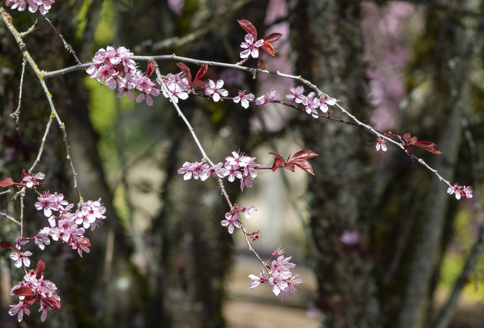 Canon EOS 1100D (EOS Rebel T3 / EOS Kiss X50) sample photo. Spring, flowers, trees photography