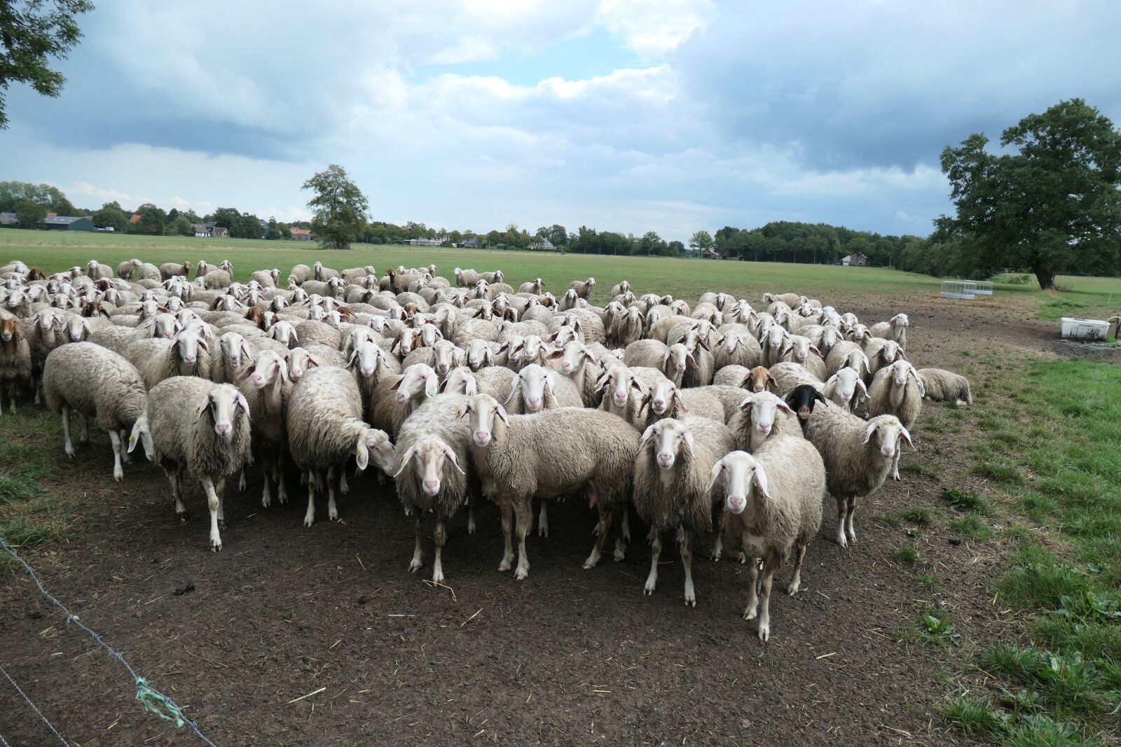 Panasonic DC-TZ200 sample photo. Sheep, netherlands, countryside photography