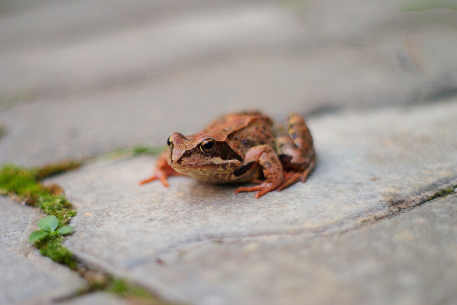 Sony Alpha DSLR-A200 sample photo. Frog, animals, macro photography