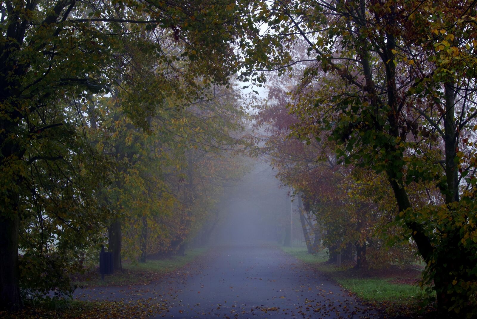 Pentax K-S2 sample photo. The fog, forest, way photography