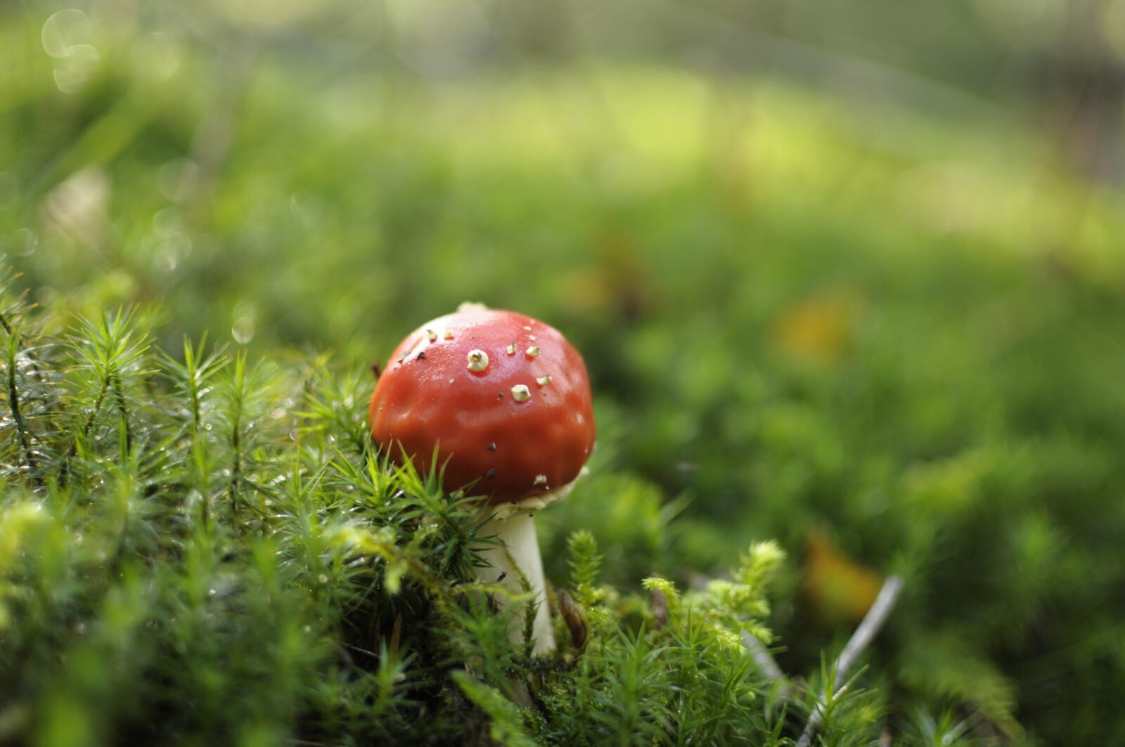 Nikon D90 sample photo. Mushroom, fly agaric, forest photography