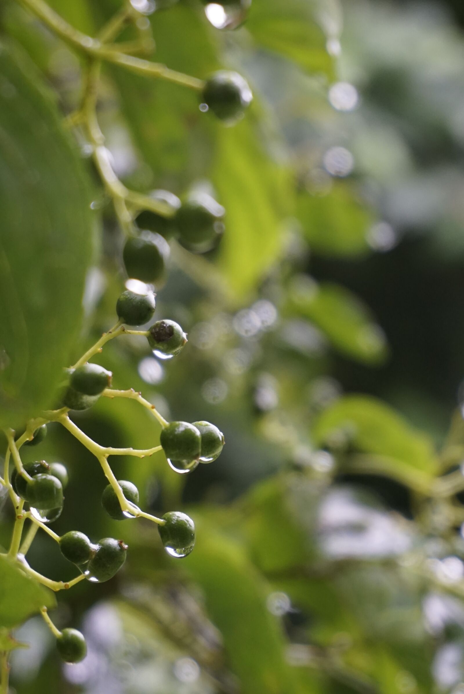 Sony a6000 sample photo. Leaves, wet, rain photography