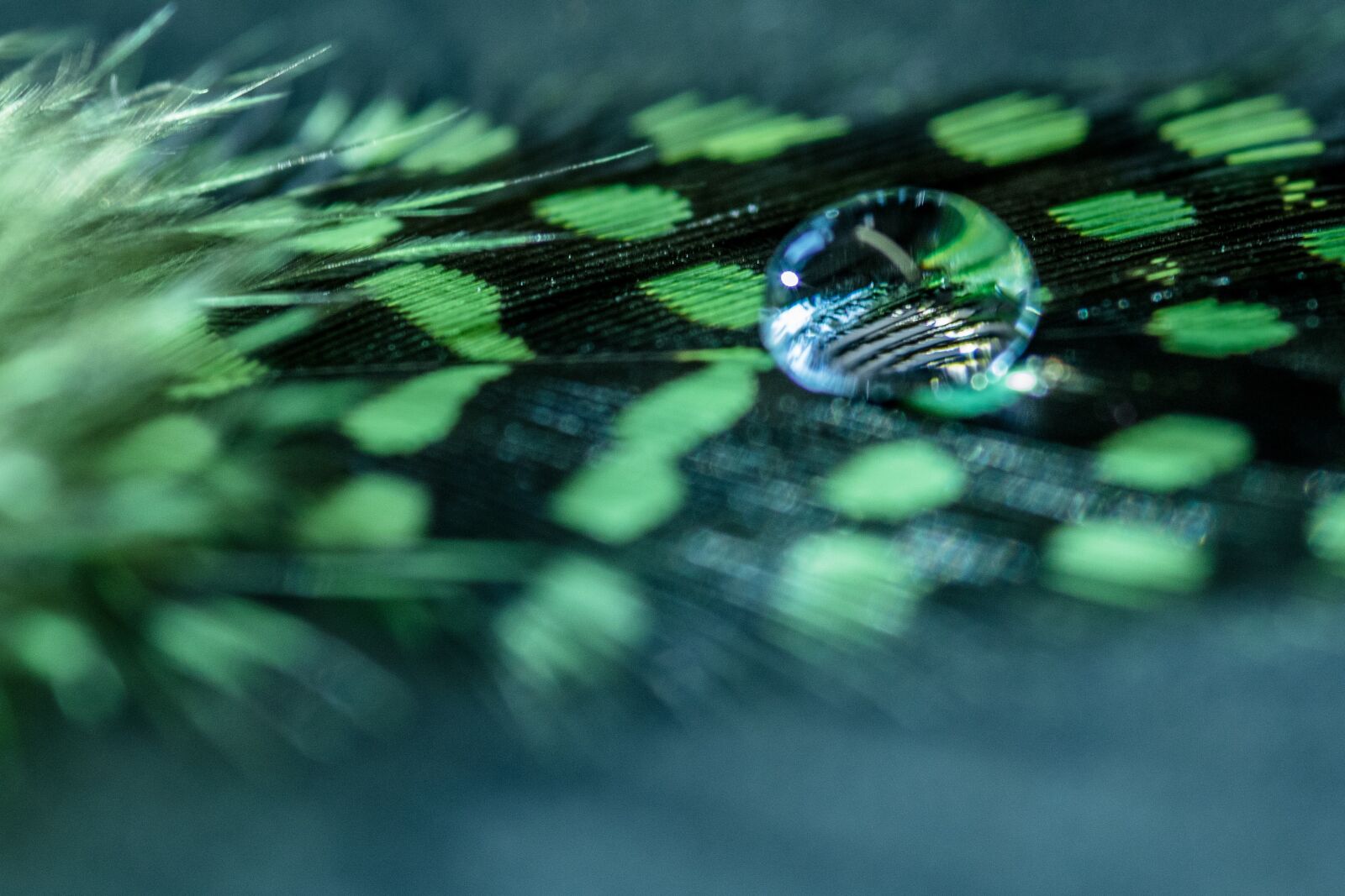Canon EOS 7D Mark II sample photo. Water drop, feather, nature photography