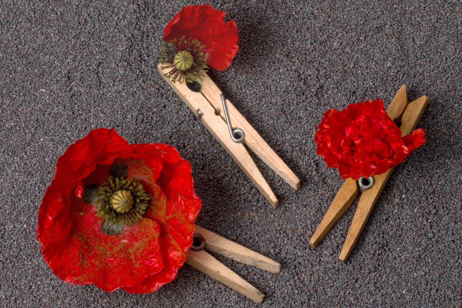 Canon EF-S 60mm F2.8 Macro USM sample photo. Poppy, klatschmohn, poppy flower photography