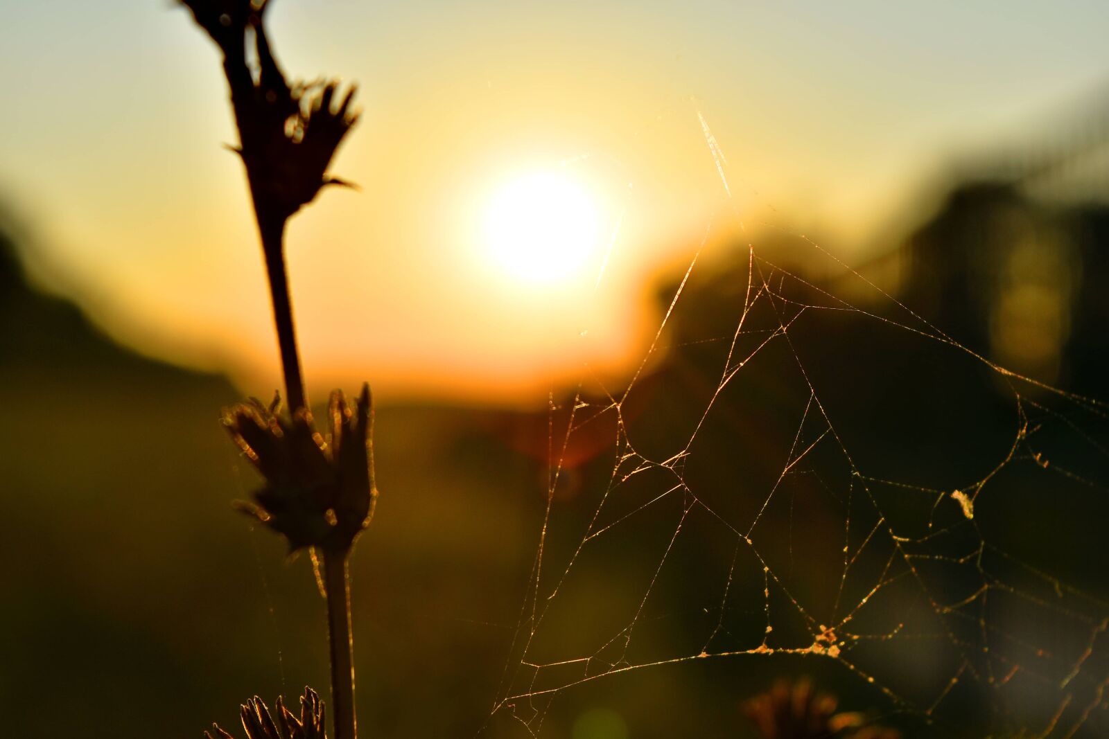 Nikon D5500 sample photo. Grass plants, spider web photography