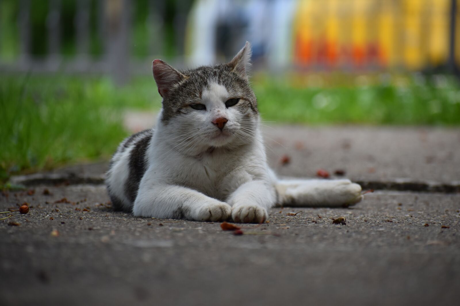 Nikon D5600 sample photo. Cat, cat portrait, animal photography