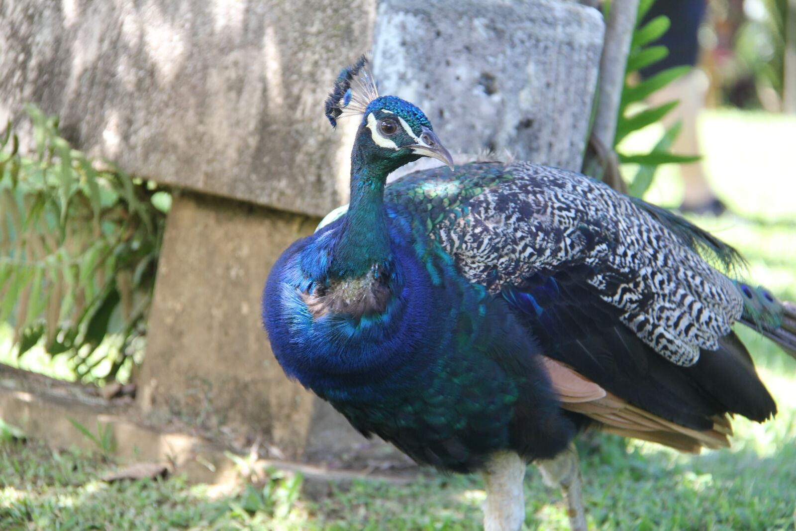 Canon EF-S 18-200mm F3.5-5.6 IS sample photo. Peacock, bird, nature photography