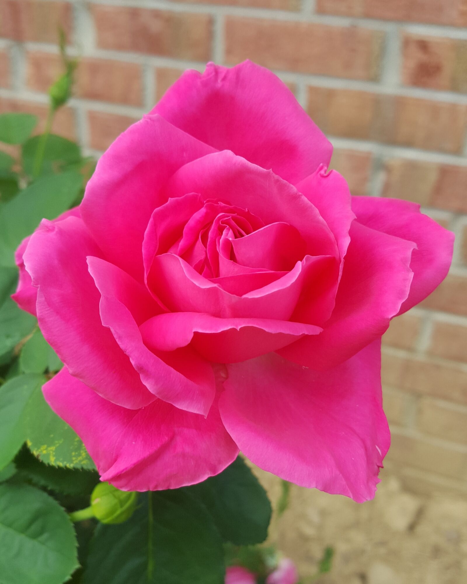 Samsung Galaxy S6 sample photo. Single, pink, rose photography