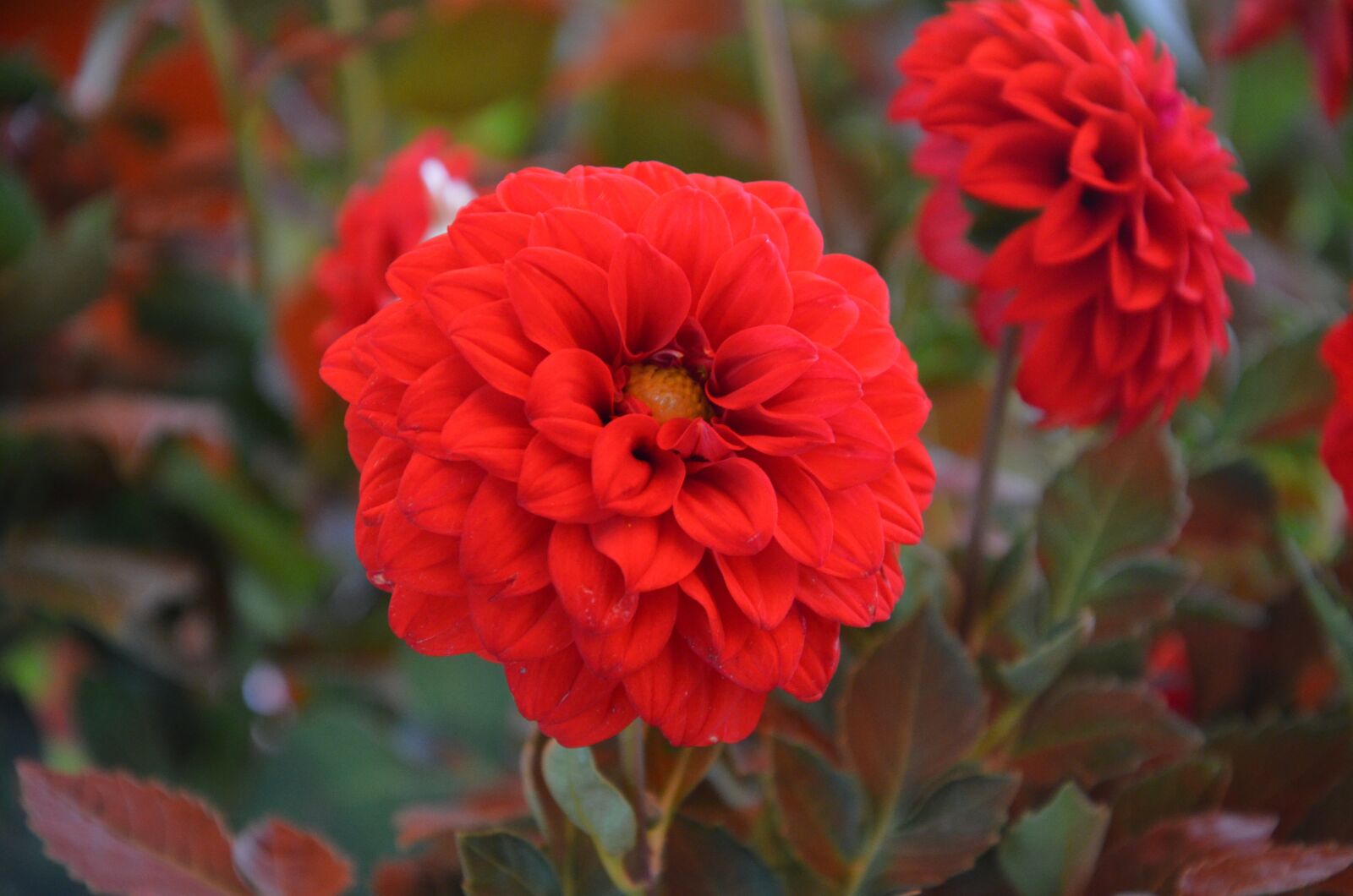 Nikon D5100 sample photo. Network, flower, nature photography
