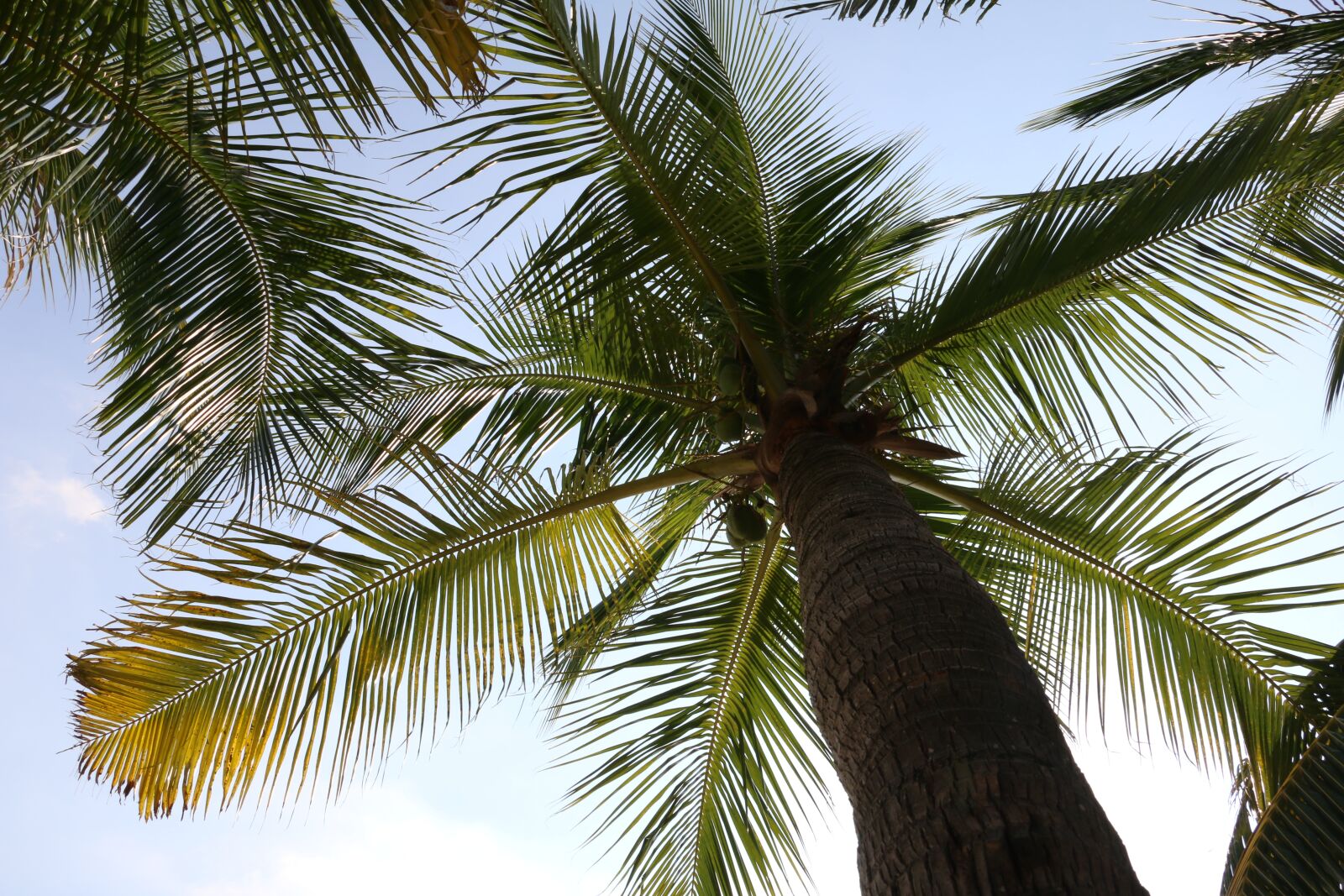 Canon EOS 70D sample photo. Coconut trees, plant, the photography