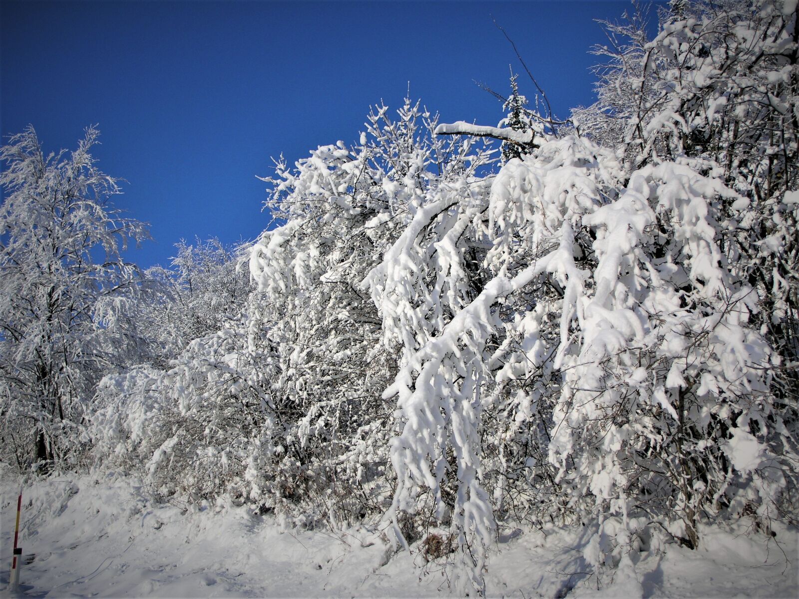 Olympus C8080WZ sample photo. Trees, snow, winter photography