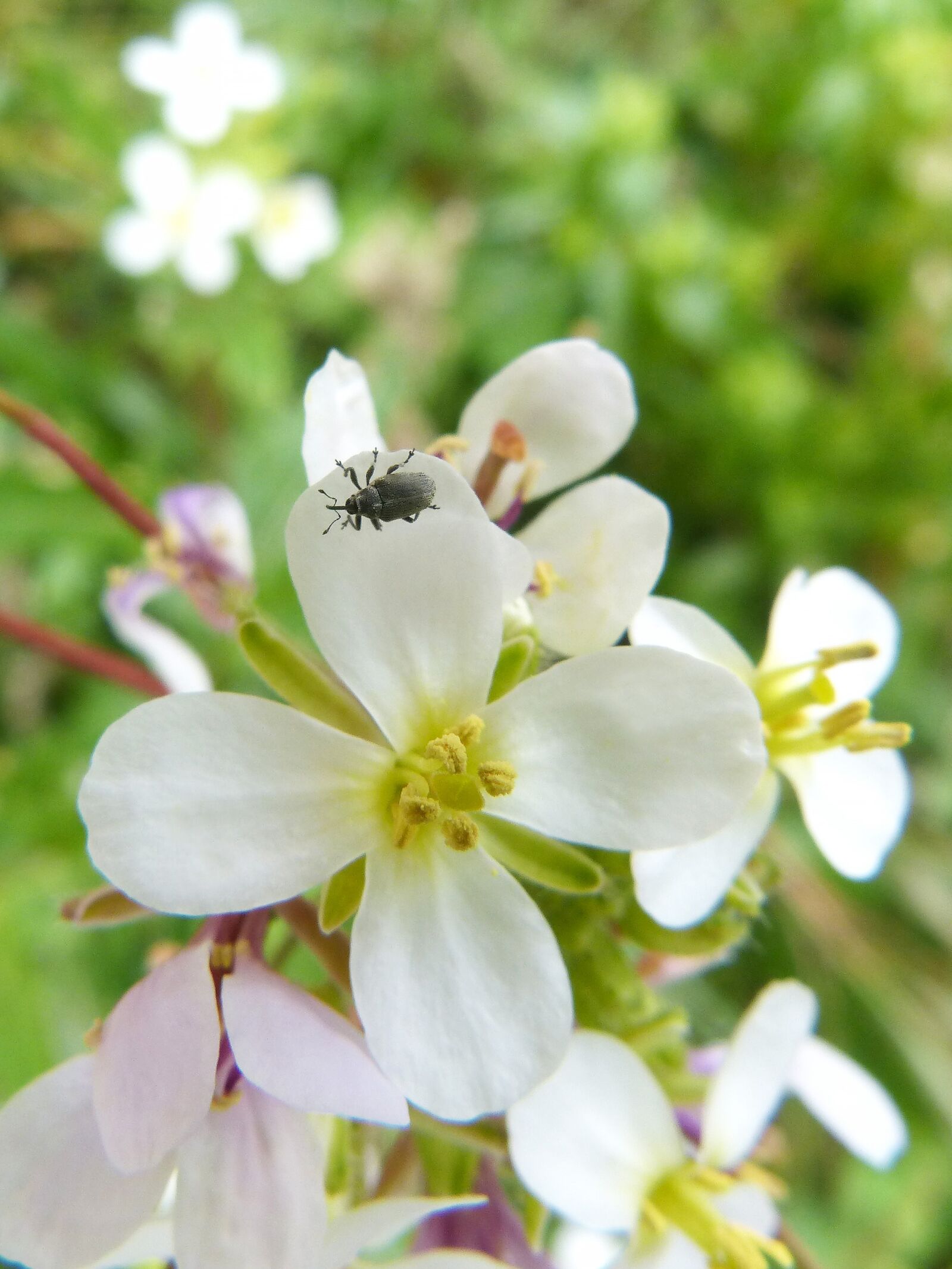 Panasonic DMC-FZ62 sample photo. Insect, tiny, weevil photography