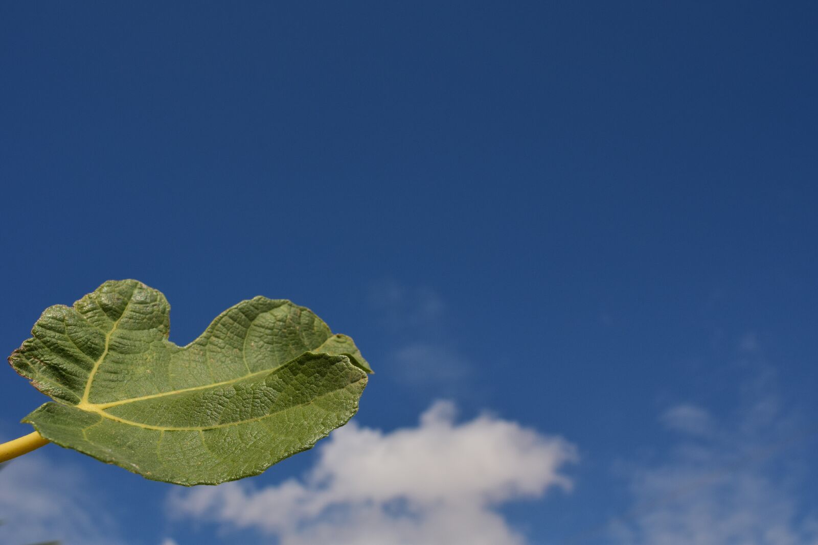 Nikon D3300 sample photo. Fig leaf, leaf, close photography