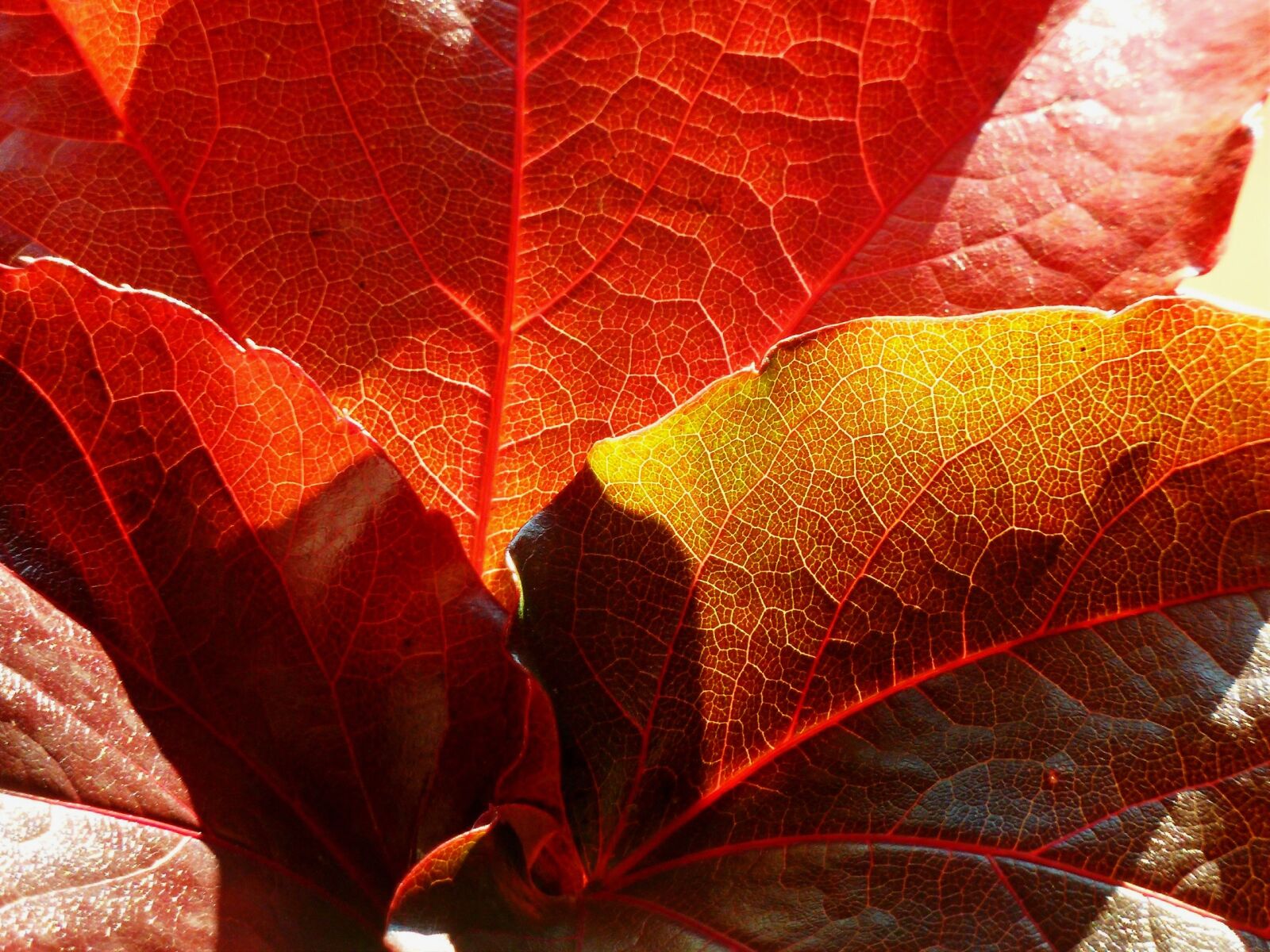 Panasonic DMC-TZ7 sample photo. Maple, maple leaf, leaf photography