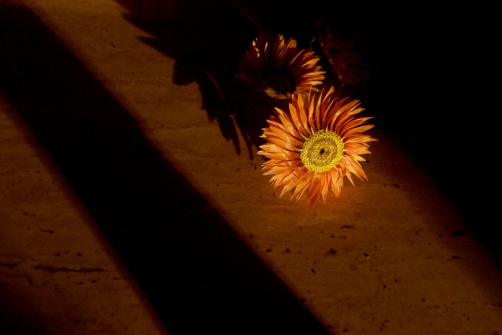 Olympus SP560UZ sample photo. Flower, flowers, shadow photography