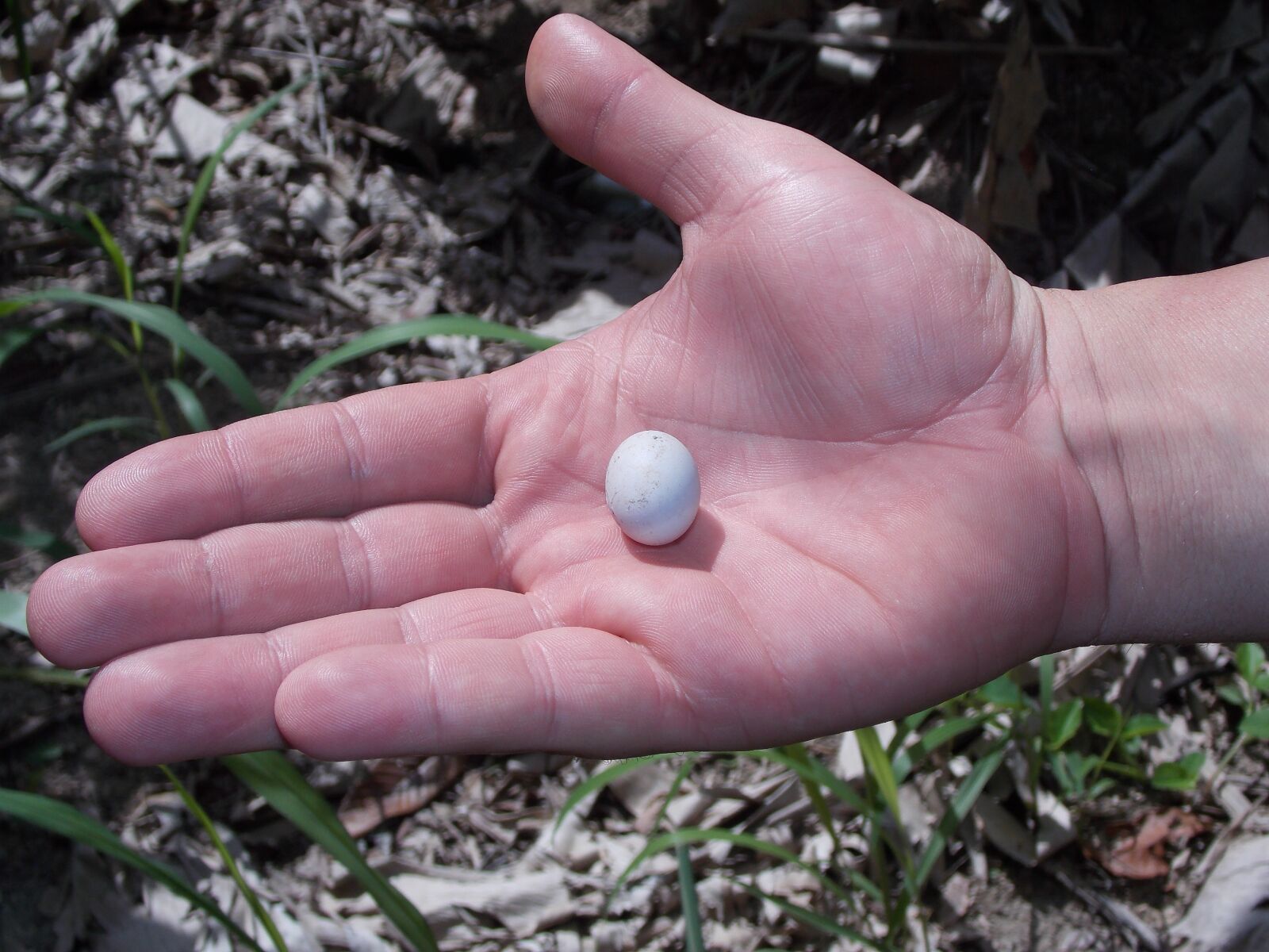 Nikon Coolpix L810 sample photo. Hand, egg, bird photography