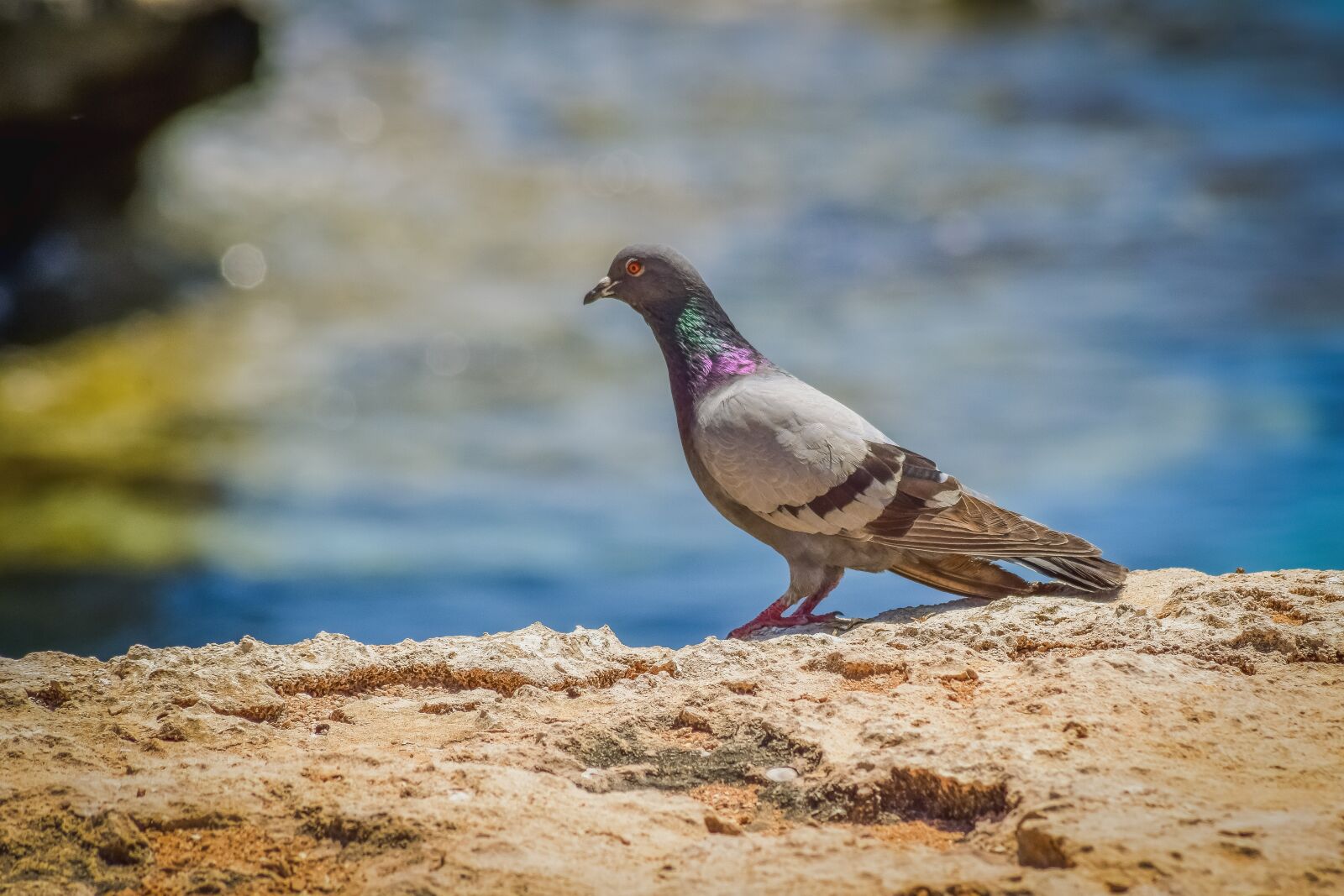 Nikon D3300 sample photo. Wild pigeon, bird, animal photography