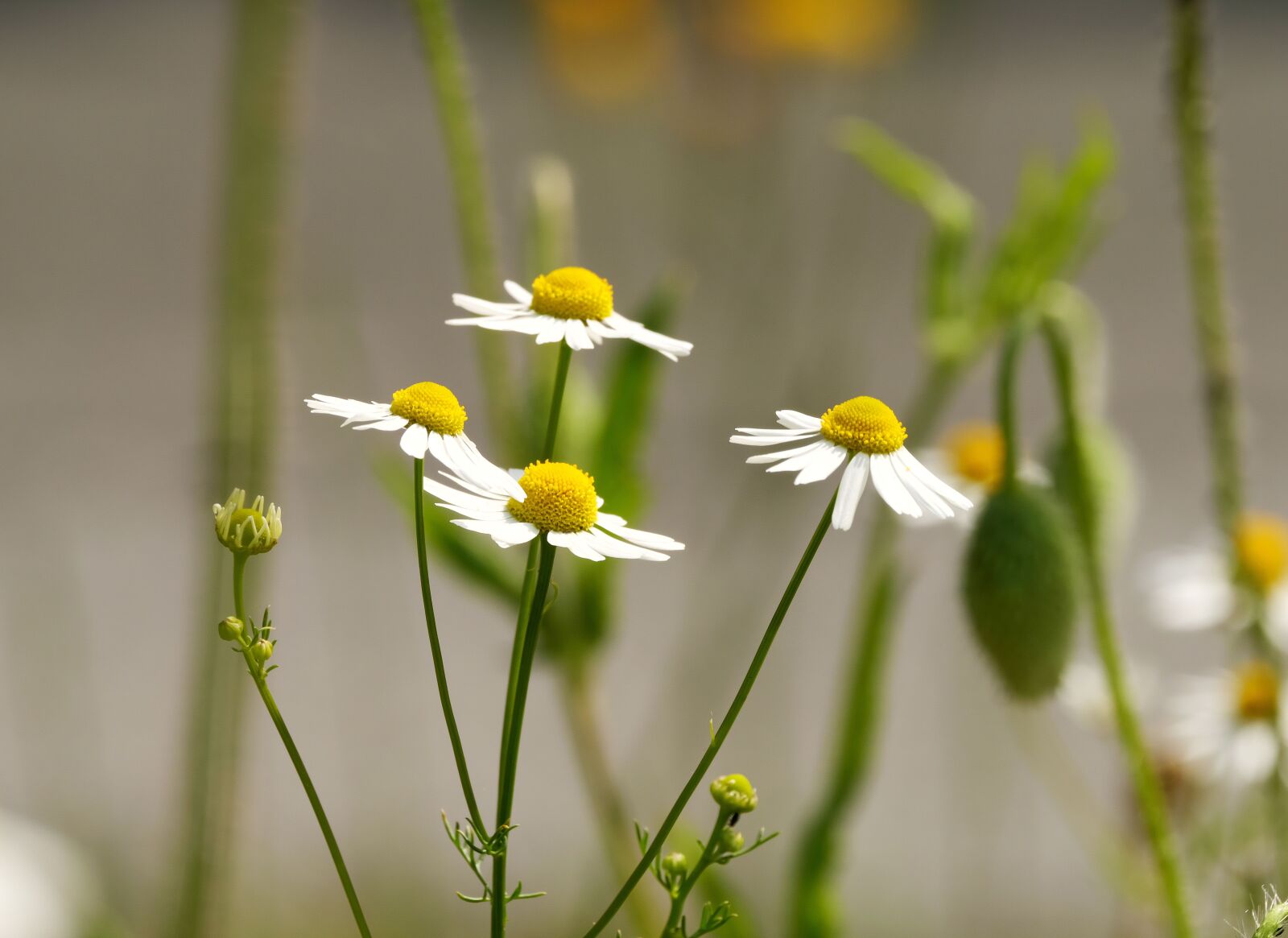 Panasonic Lumix DC-G9 sample photo. Chamomile, flowers, early summer photography