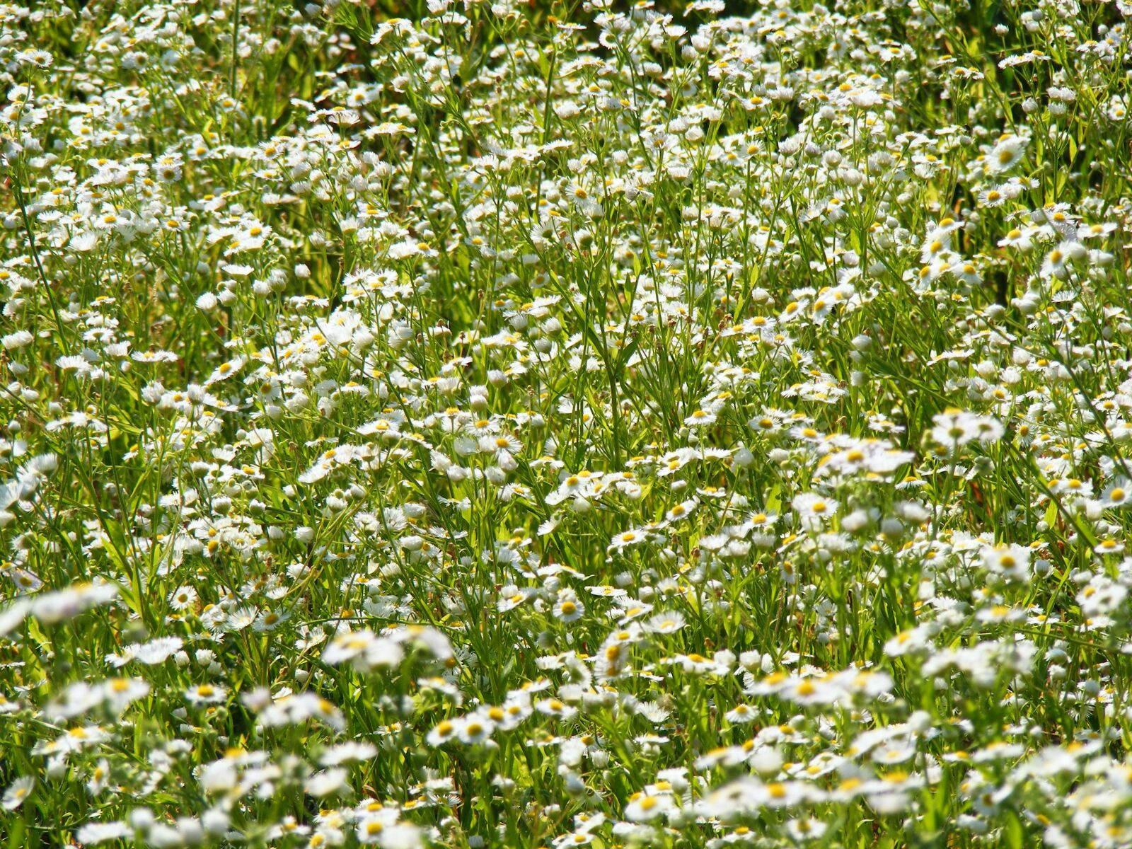 Fujifilm FinePix S5700 S700 sample photo. Floral, plants, natural photography