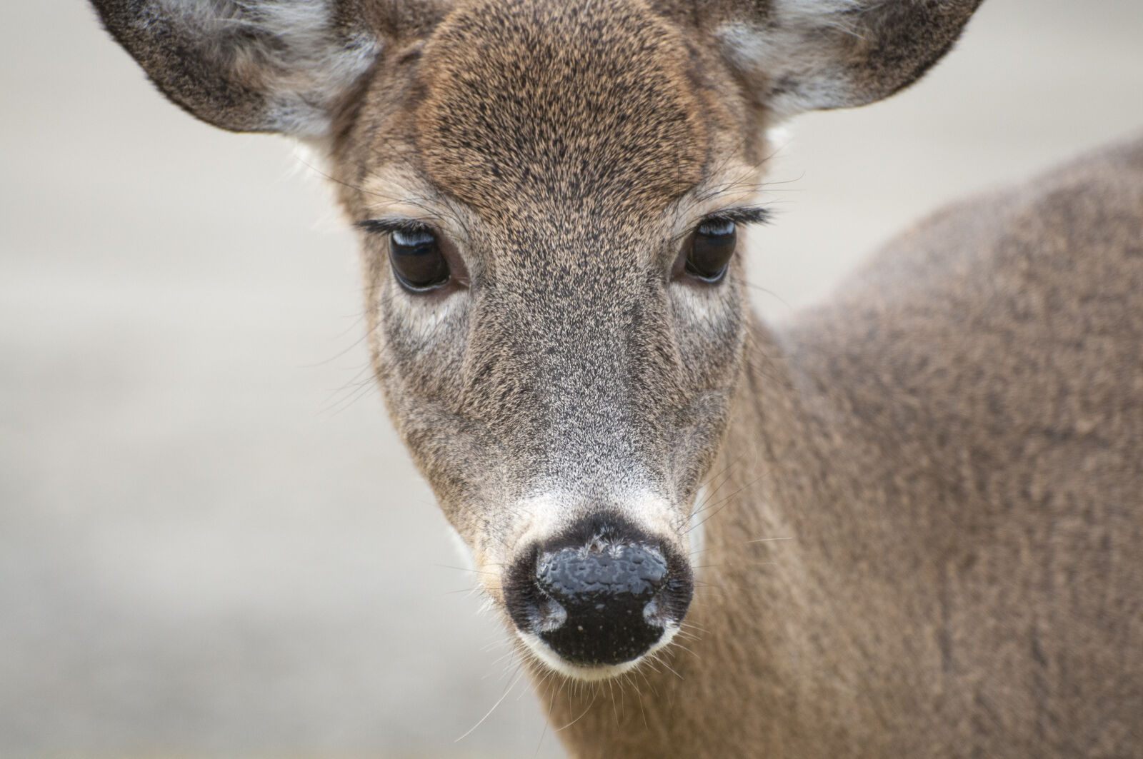 Nikon D300 sample photo. Alert, animal, barbaric, cute photography